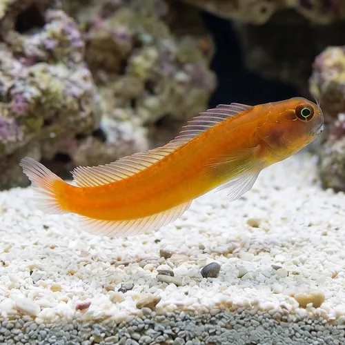 Gulf Blenny - Captive Bred - QM Labs