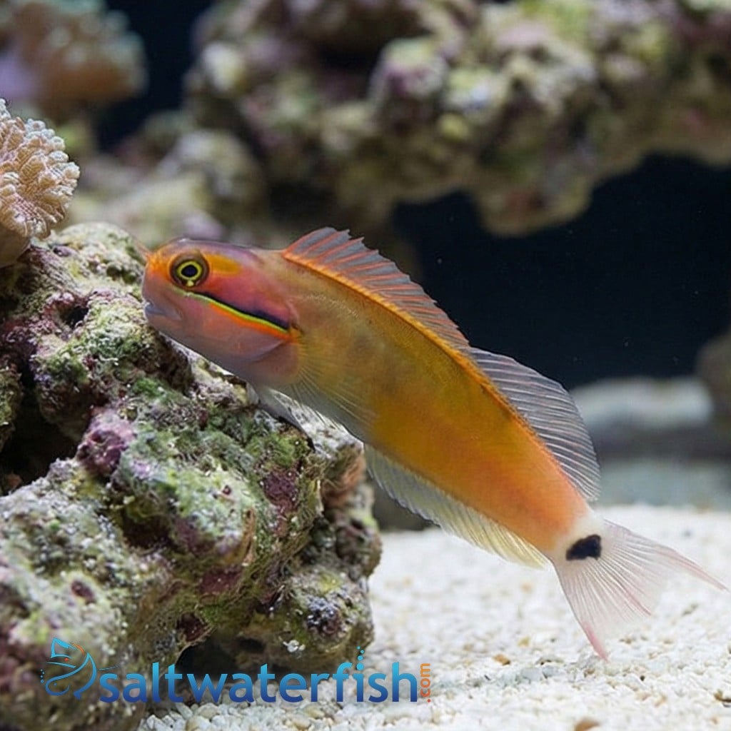 Tailspot Blenny