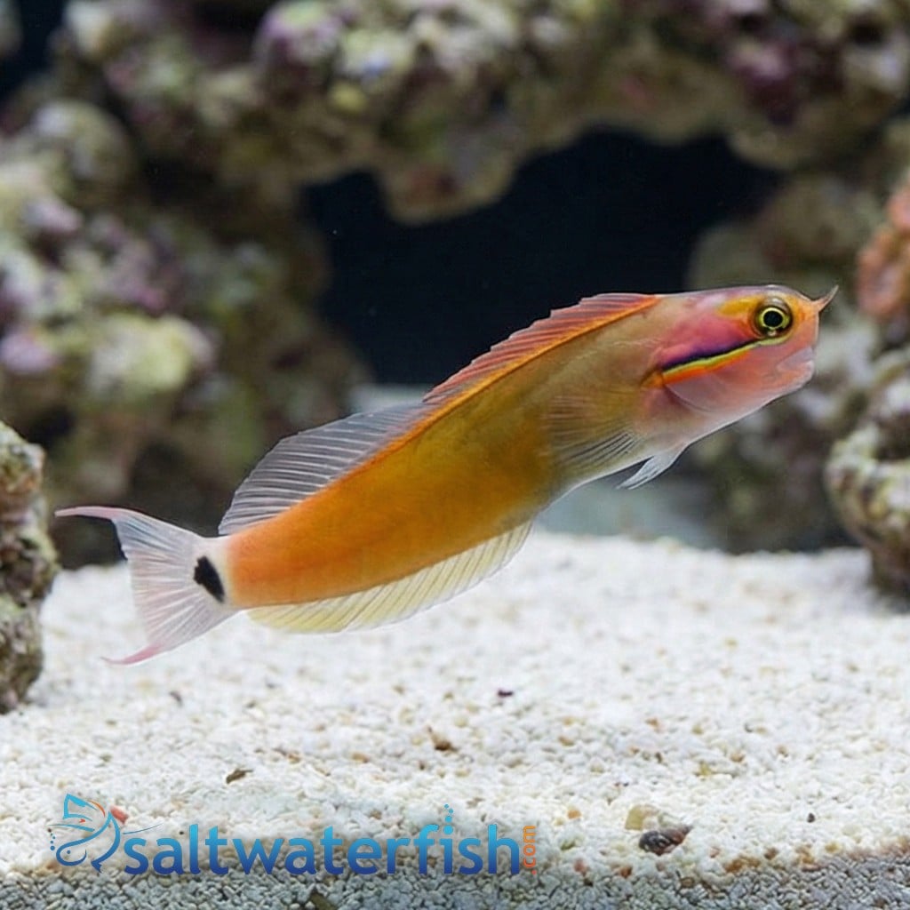 Tailspot Blenny