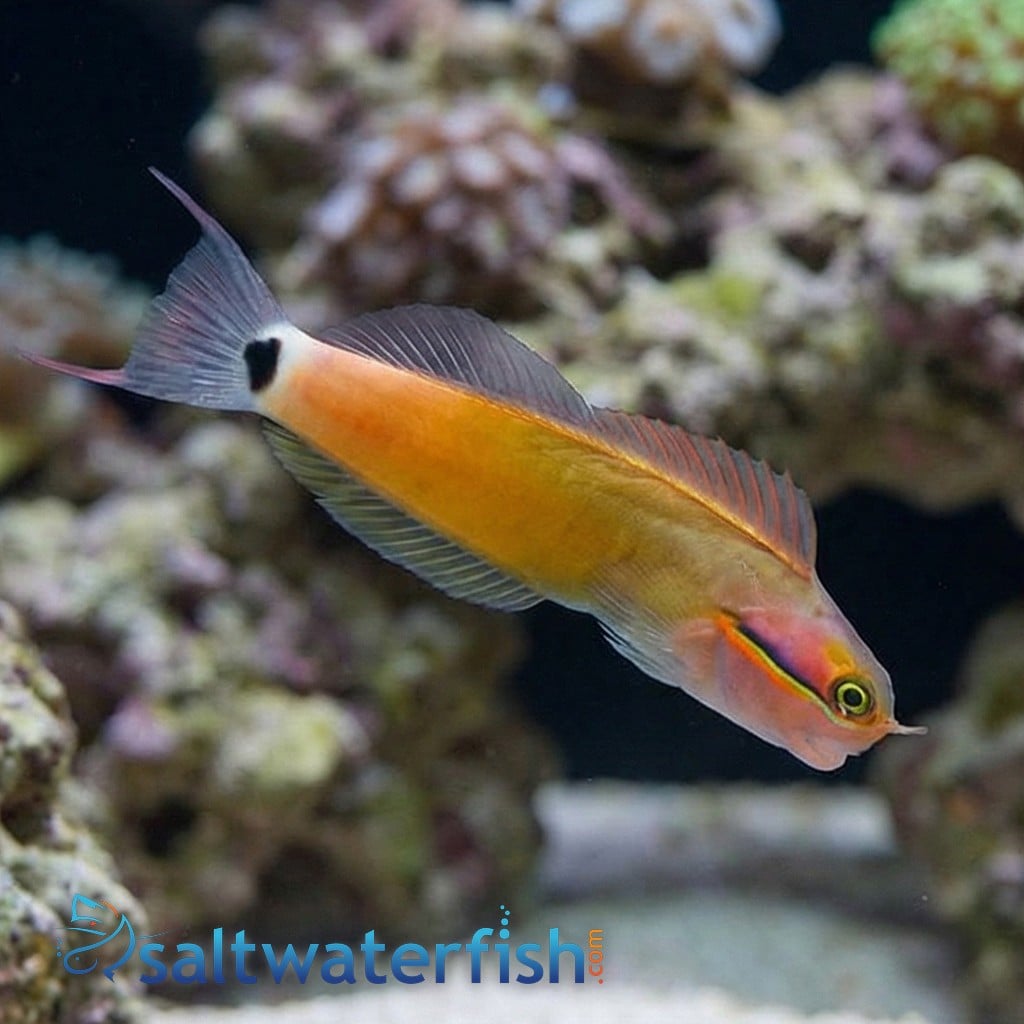 Tailspot Blenny