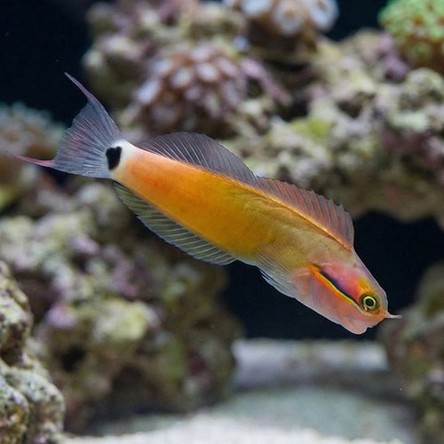 Tailspot Blenny - Philippines