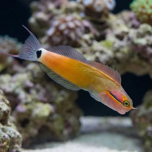 Tailspot Blenny - Philippines