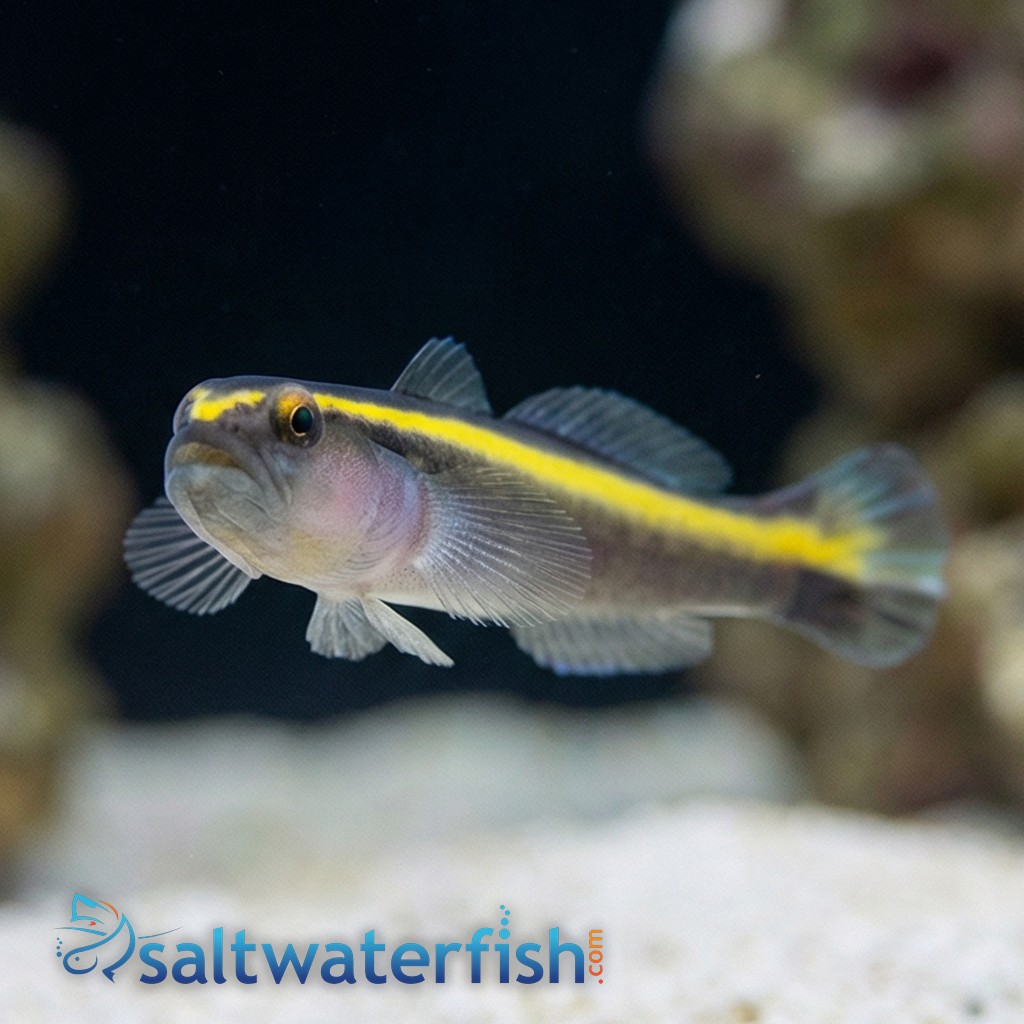 Yellowline Goby Captive-Bred