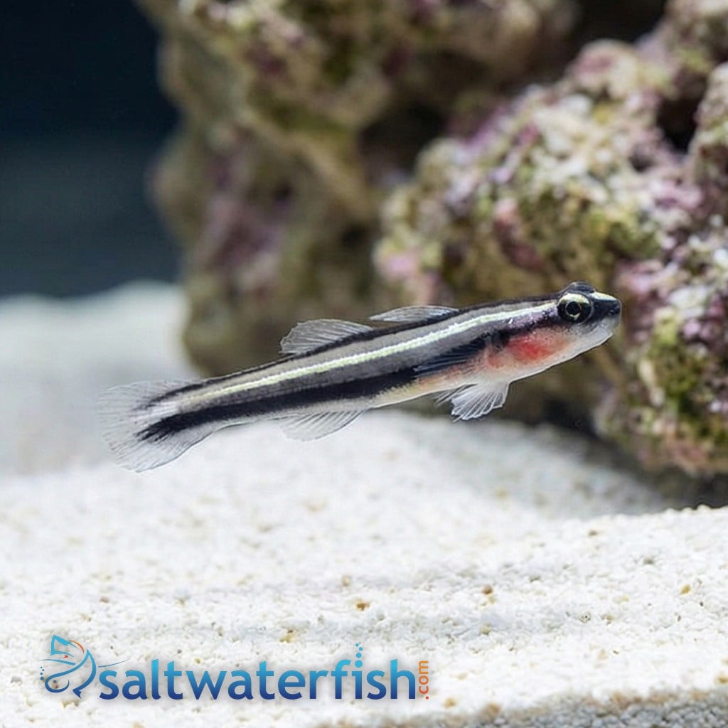 Yellowline Goby Captive-Bred
