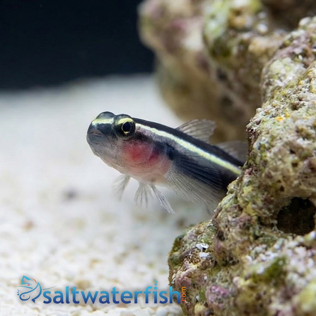 Yellowline Goby Captive-Bred