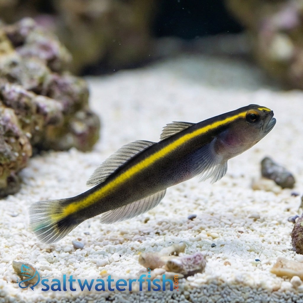 Yellowline Goby Captive-Bred