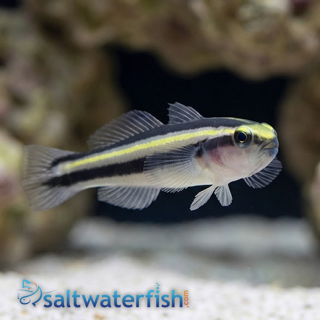 Barsnout Goby - Captive Bred