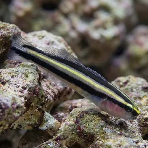 Barsnout Goby - Captive Bred