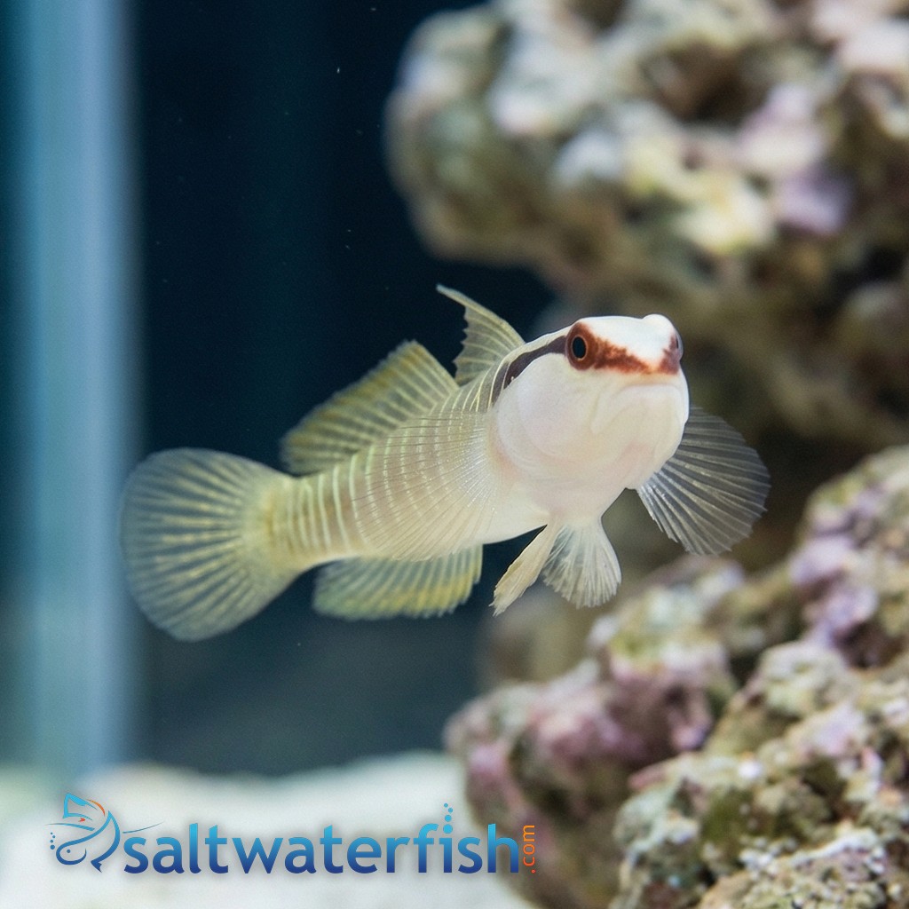 Green-Banded Goby