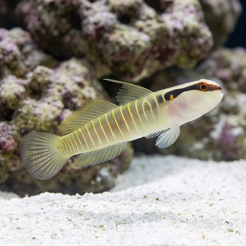 Green-Banded Goby