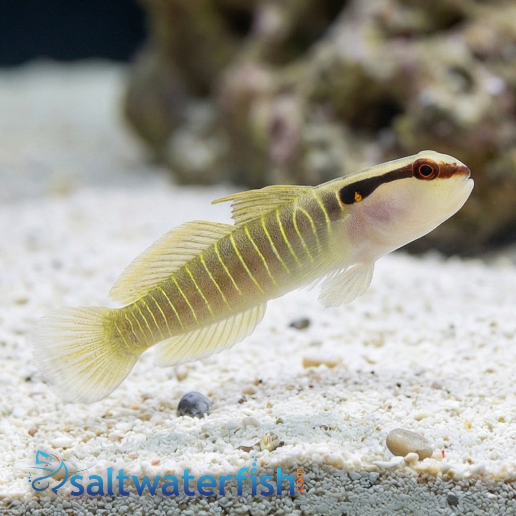 Green-Banded Goby - Captive Bred