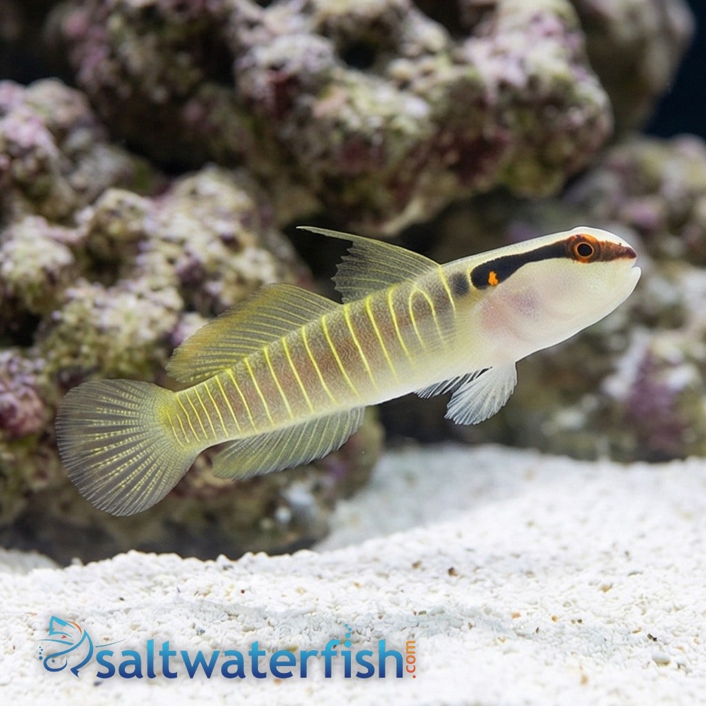 Green-Banded Goby - Captive Bred