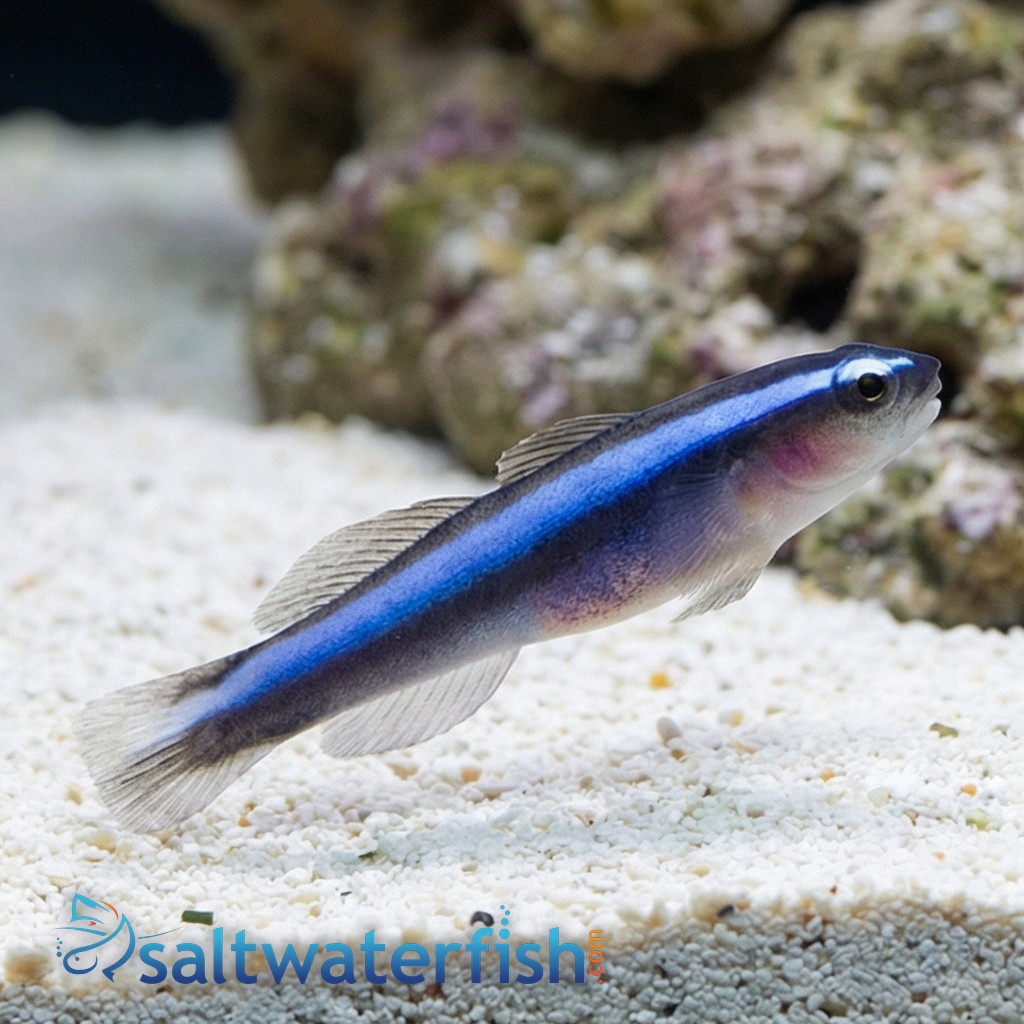 Blue Neon Goby