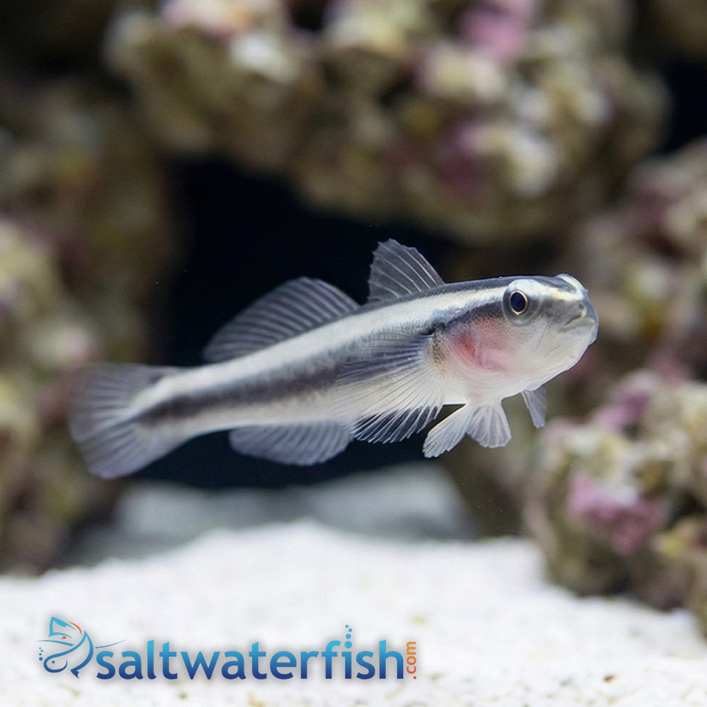 Broad-Stripe Neon Goby