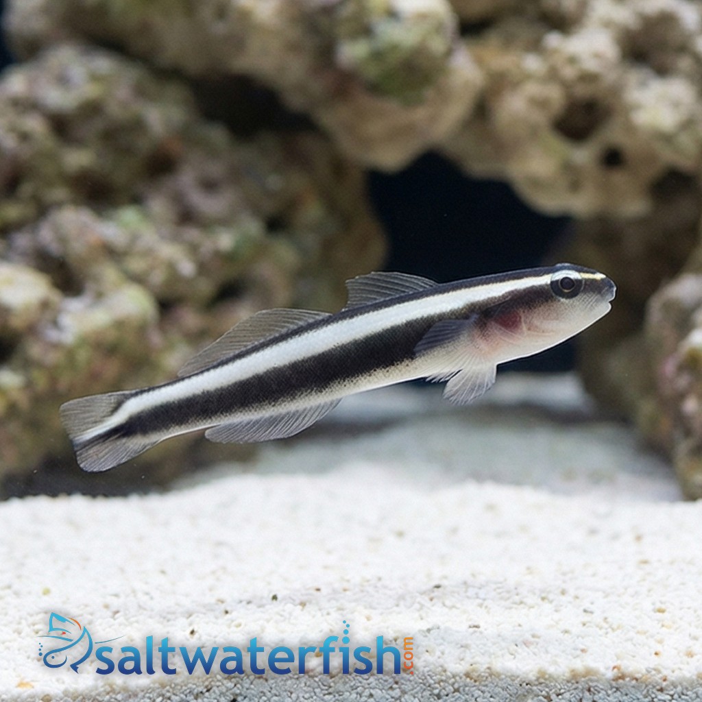 Broad-Stripe Neon Goby