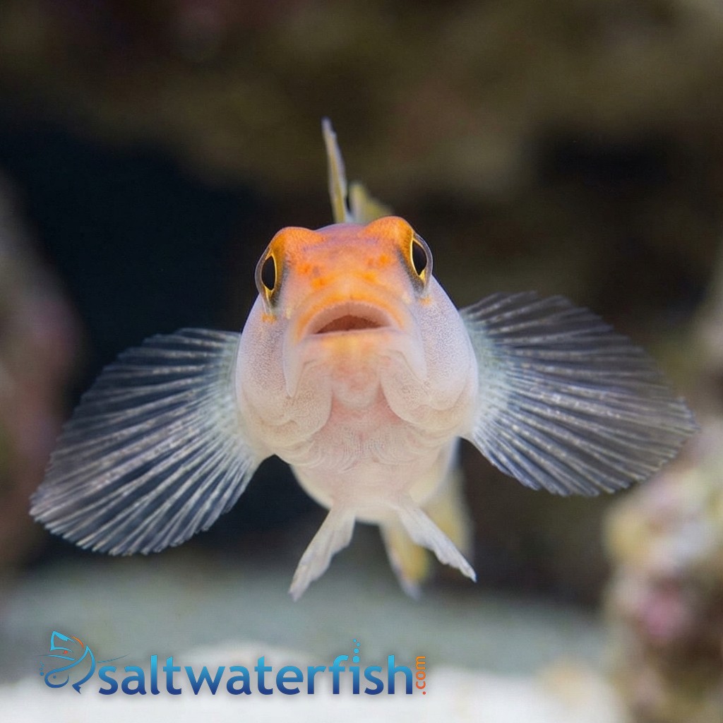 Red Cap Goby