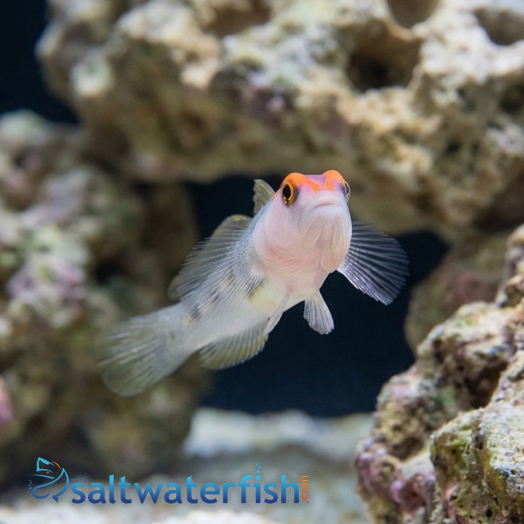 Red Cap Goby - Caribbean