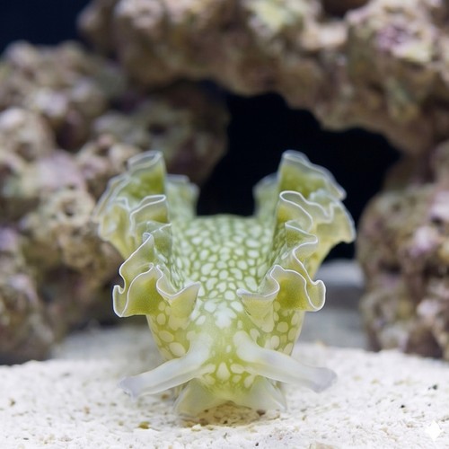 Lettuce Nudibranch