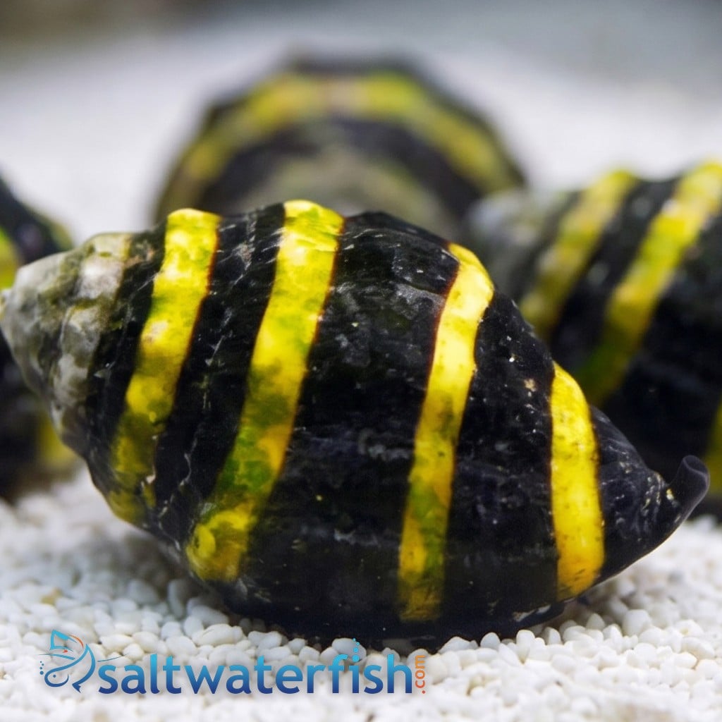 Bumble Bee Snail