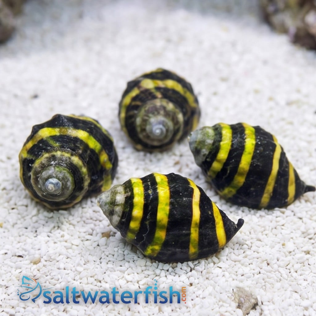 Bumble Bee Snail