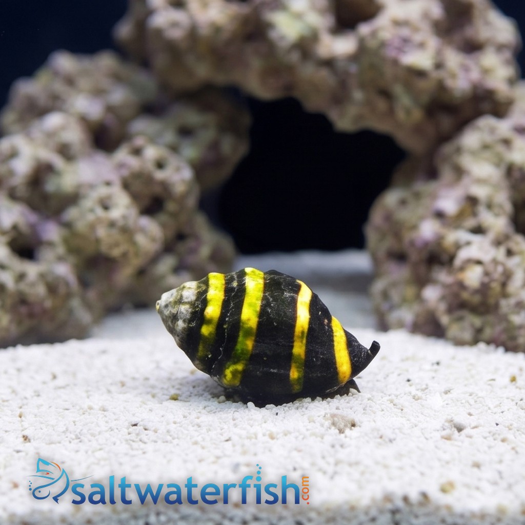 Bumble Bee Snail