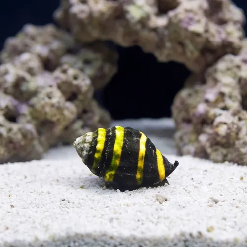 Bumble Bee Snail