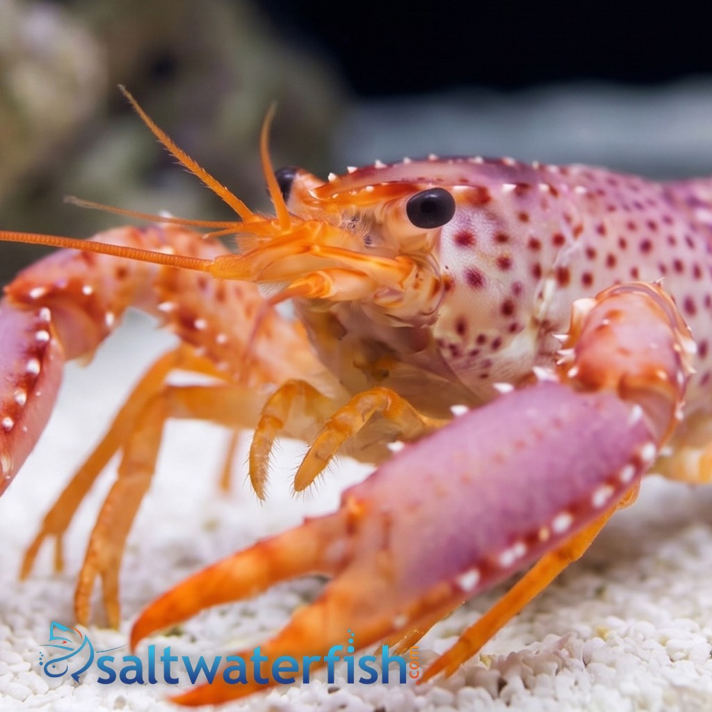 Purple Lobster