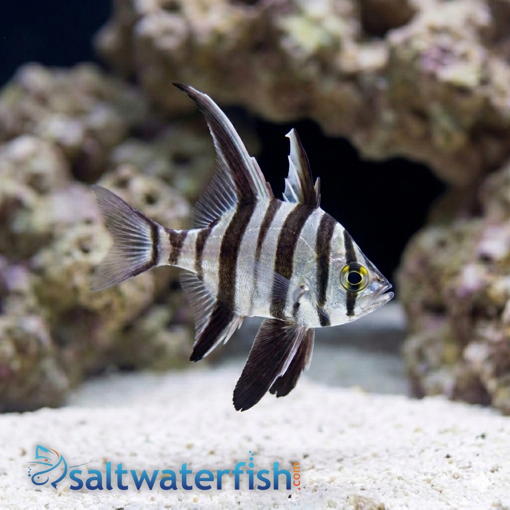 Old Wife Fish
