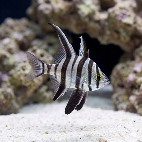 Old Wife Fish