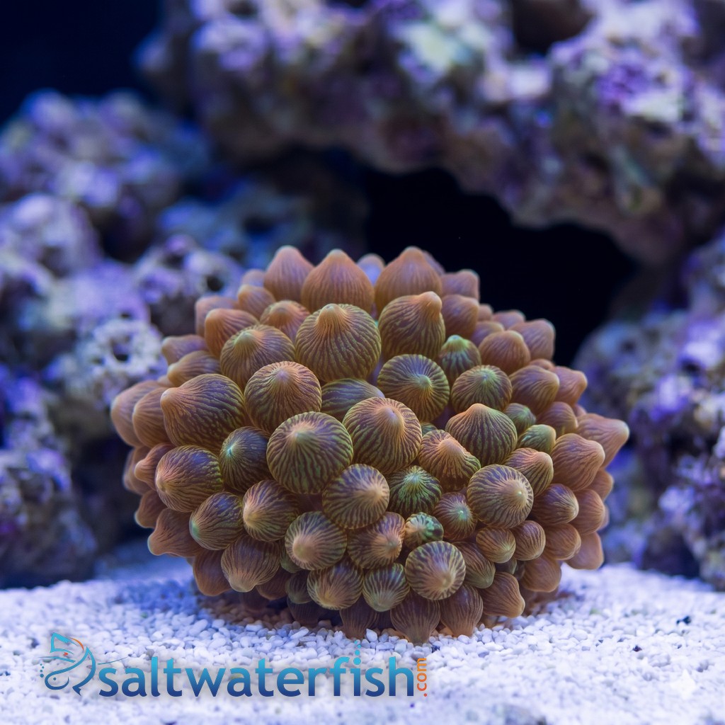 Rose Bubble Tip Anemone: Super