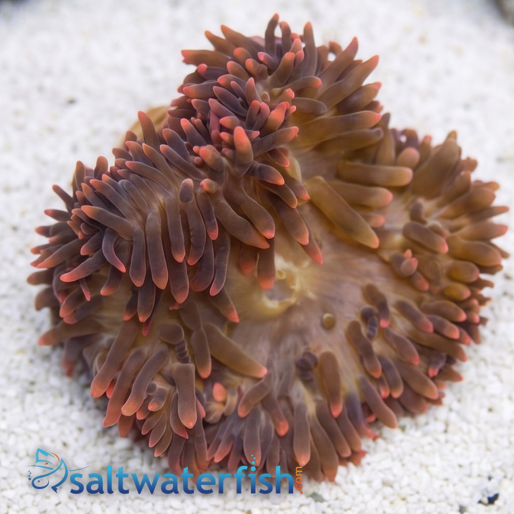 Rose Bubble Tip Anemone: Super