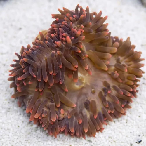 Rose Bubble Tip Anemone: Super