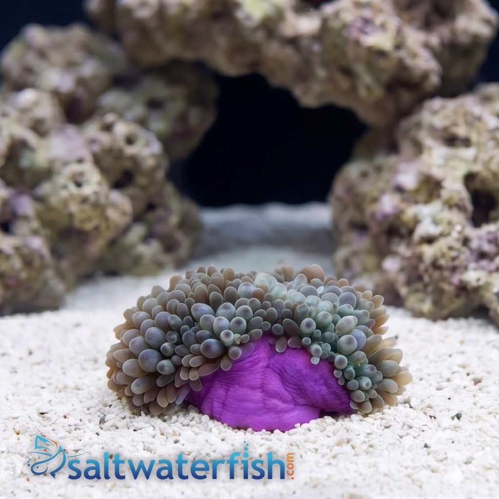 Bubble Tip Anemone: Color Purple Base
