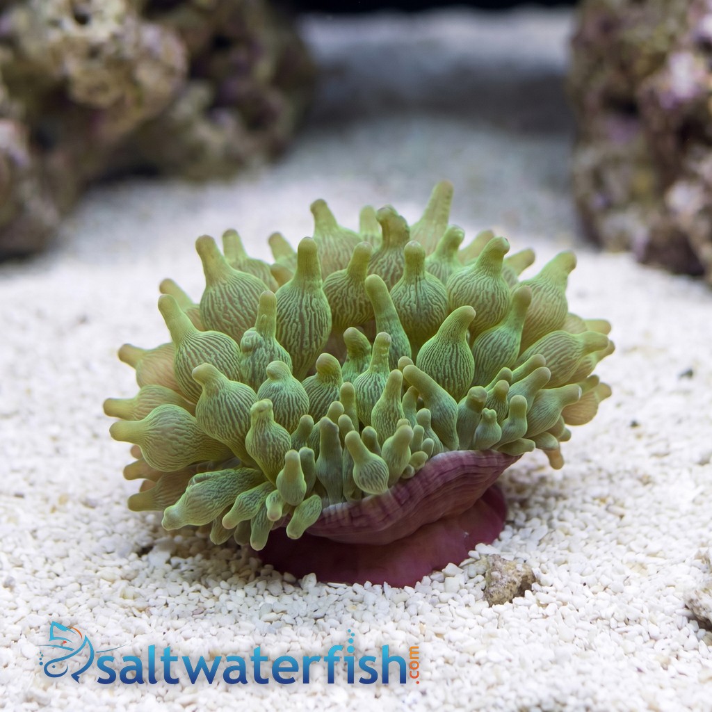 Bubble Tip Anemone: Color Purple Base