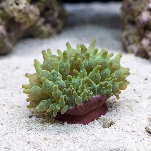 Bubble Tip Anemone: Color Purple Base