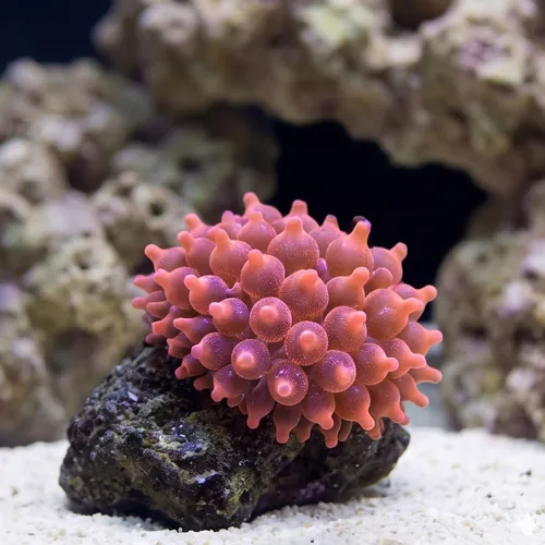 Bubble Tip Anemone - Pink Snowflake