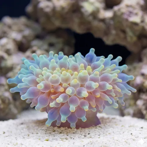 Bubble Tip Anemone - Snowflake