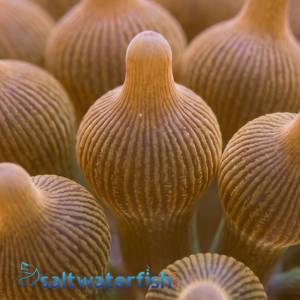 Rose Bubble Tip Anemone: Multicolor