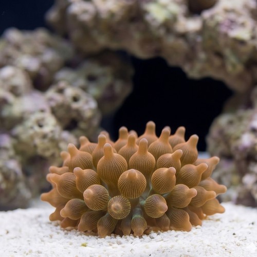 Rose Bubble Tip Anemone: Multicolor - Eastern Asia