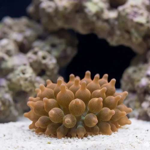 Rose Bubble Tip Anemone: Multicolor
