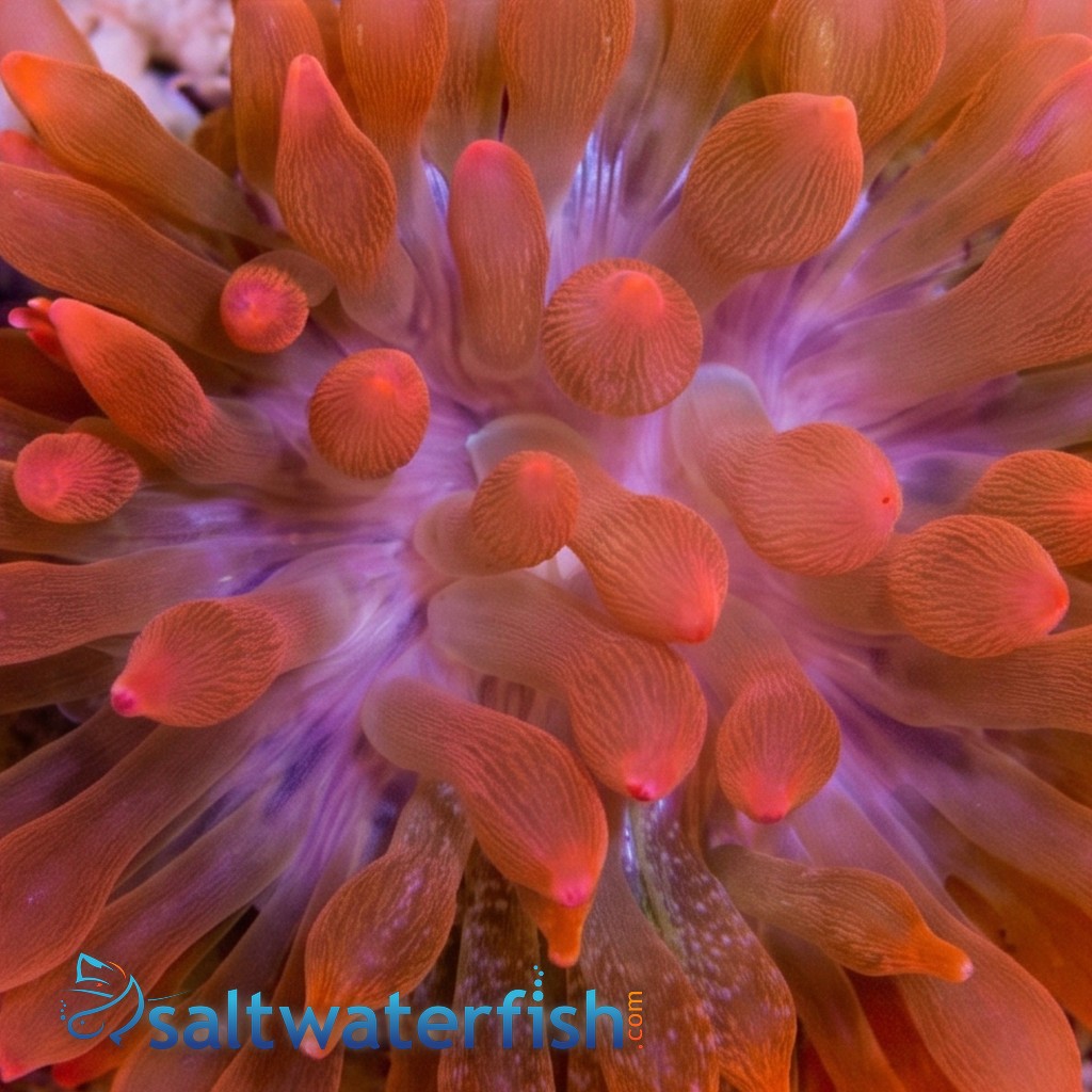 Rose Bubble Tip Anemone