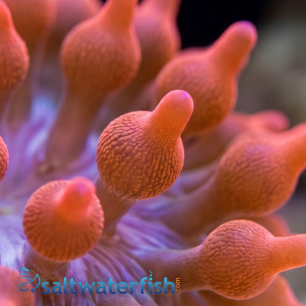 Rose Bubble Tip Anemone