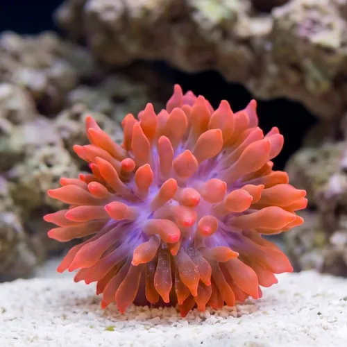 Rose Bubble Tip Anemone