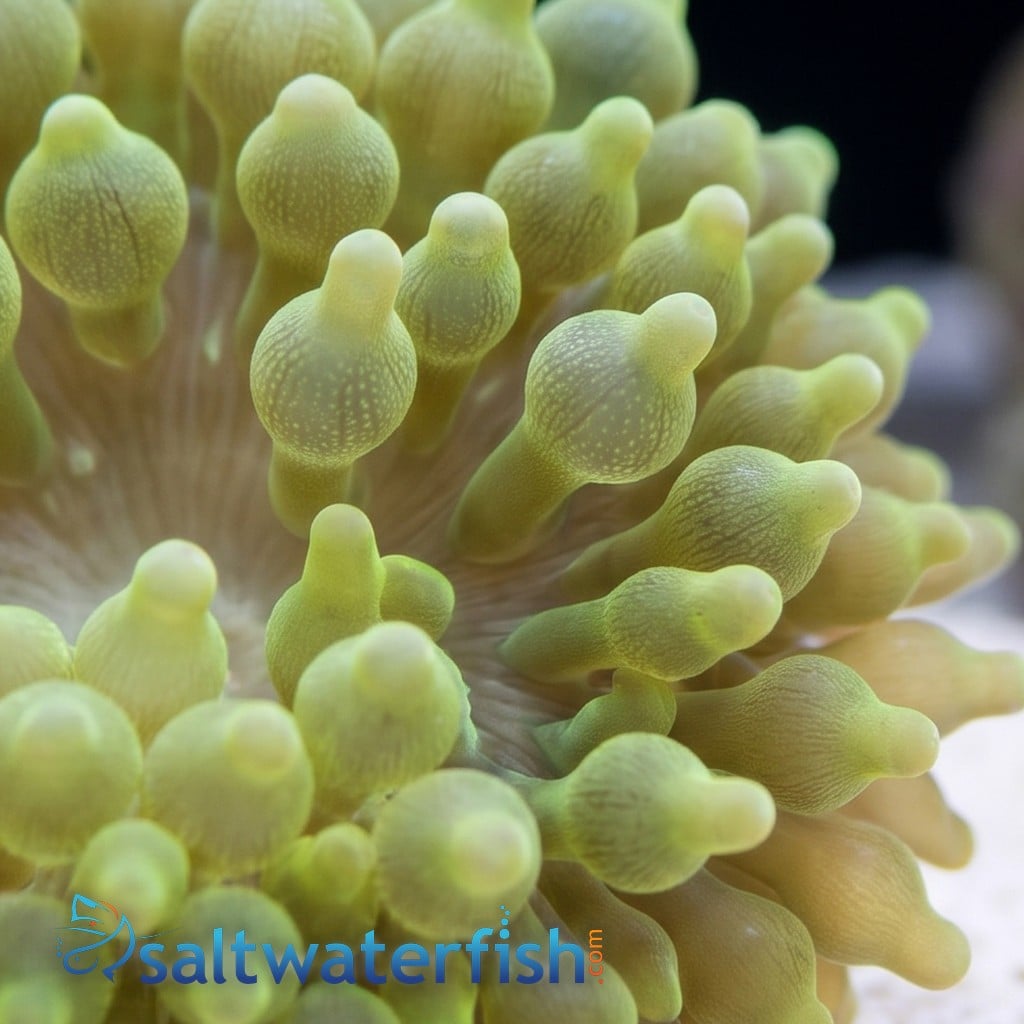 Bubble Tip Anemone: Green - Central Pacific