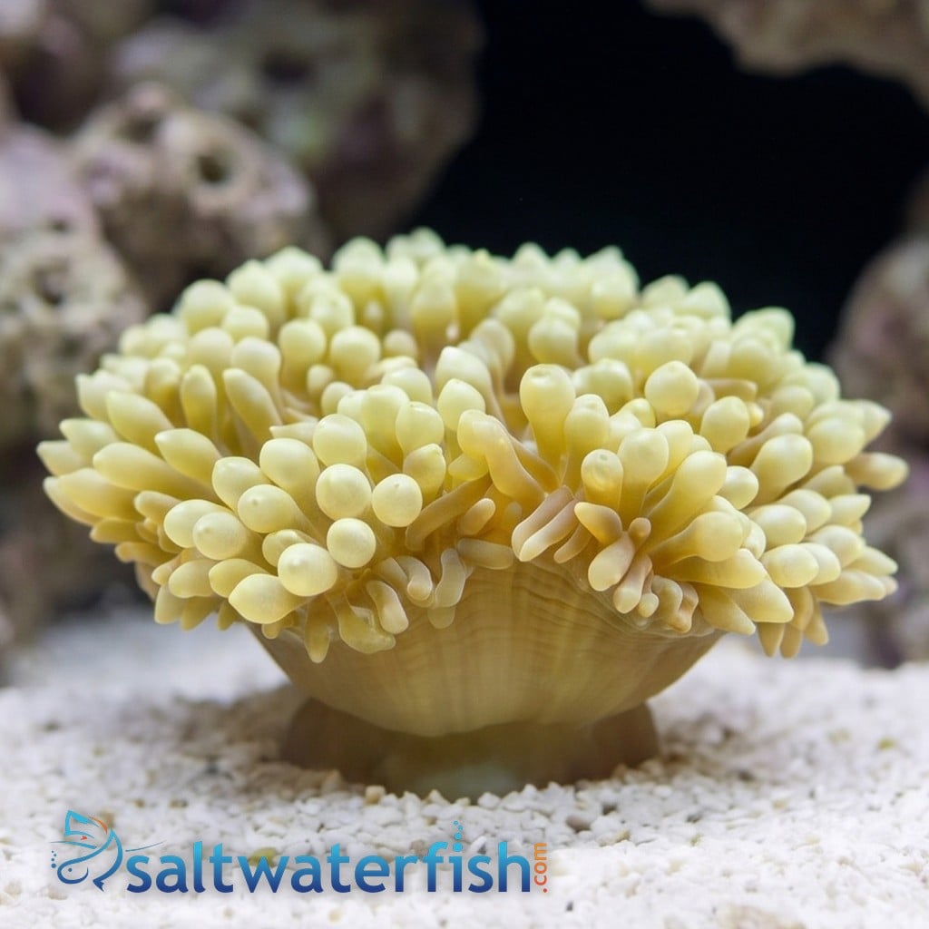 Bubble Tip Anemone: Green - Central Pacific