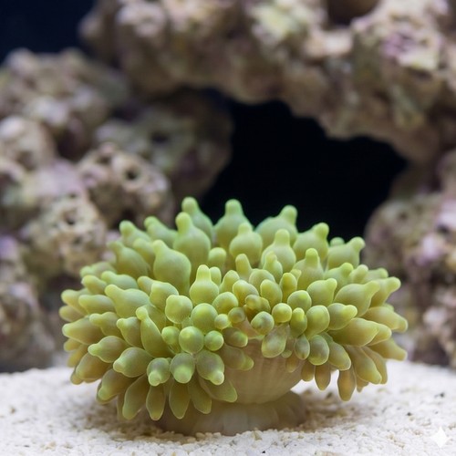 Bubble Tip Anemone: Green 