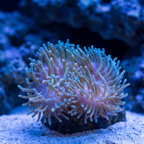 Bubble Tip Anemone: "Watermelon" Green with Ultra Tips 