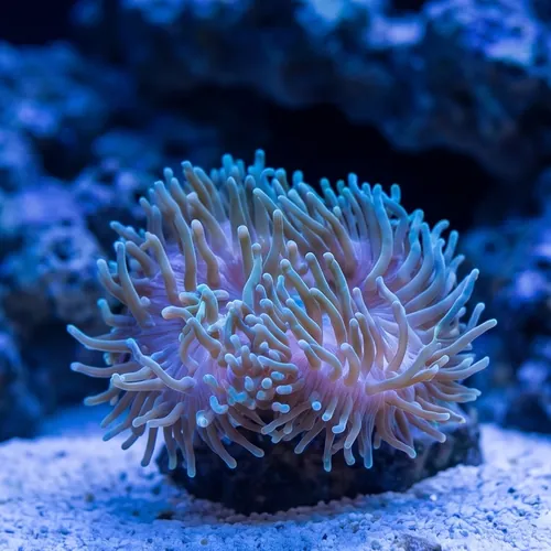Bubble Tip Anemone: "Watermelon" Green with Ultra Tips