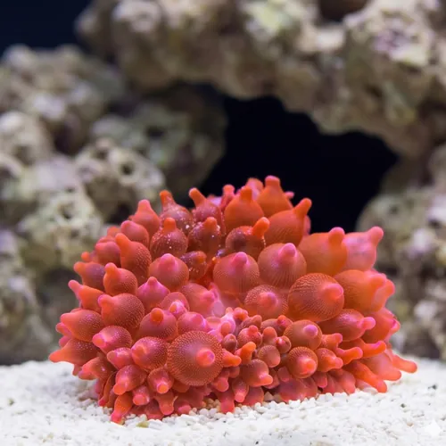 Rose Bubble Tip Anemone