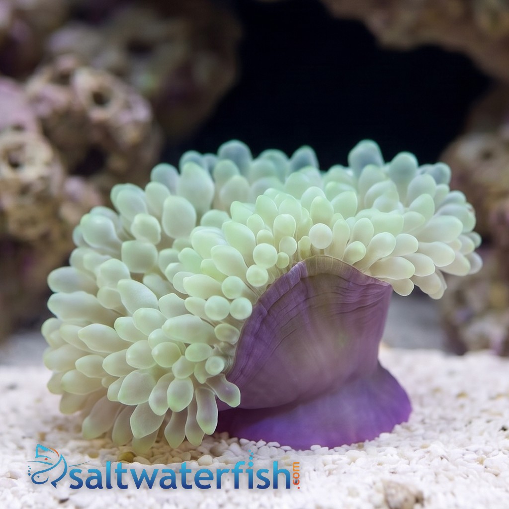 Bubble Tip Anemone Colored